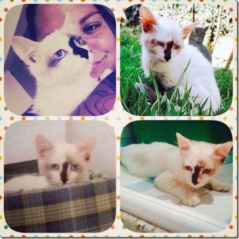 cat_moss