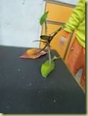 clip_image019