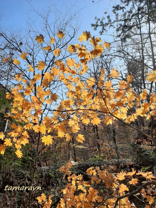 Клён ложнозибольдов (Acer pseudosieboldianum)