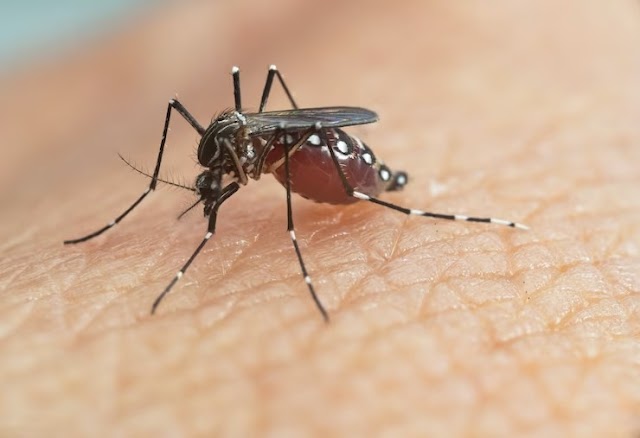Cuidado com a Dengue: médica infectologista dá dicas de como evitar e tratar a doença