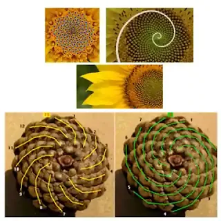 सूरज मुखी के बीजों में, पाइनकोन, पाइनएप्पल Golden ratio हर जगह नज़र आ जाएगा।