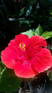  Flower lover pastinya suka sama bunga yang satu ini kan Hibiscus Alias Bunga Sepatu Alias Bunga Raya