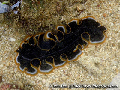 Pseudobiceros Flatworm