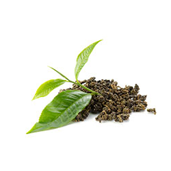 green-tea-extract