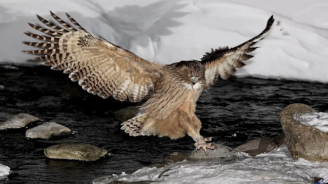 Blakiston’s Fish Owl