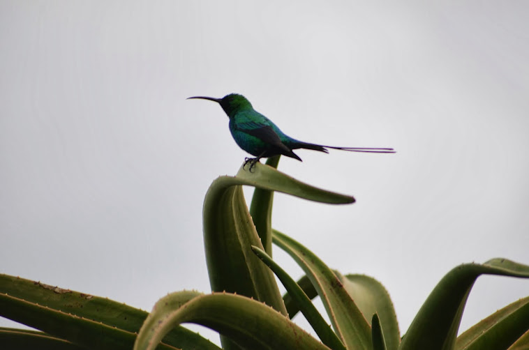 Malechite Sunbird
