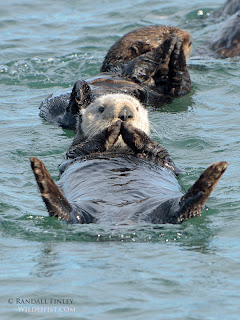 Otters, Monterey, Monterey Bay