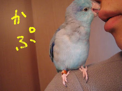 オウム病, オウム病 インコ, オウム病 潜伏期間, オウム病 人から人, オウム病 オカメインコ, オウム病 ウイルス, オウム病 検査 費用, オウム病 妊婦, オウム病 クラミドフィラ, オウム病 文鳥, オウム病 細菌, オウム病 インコ, オウム病 症状, オウム病 潜伏期間, セキセイインコオウム病症状, オウム病検査費用, オウム病 インコ 症状, オウム病 自然治癒, オウム病 感染率, オウム病 人から人, オウム病 オカメインコ, オウム病 妊婦