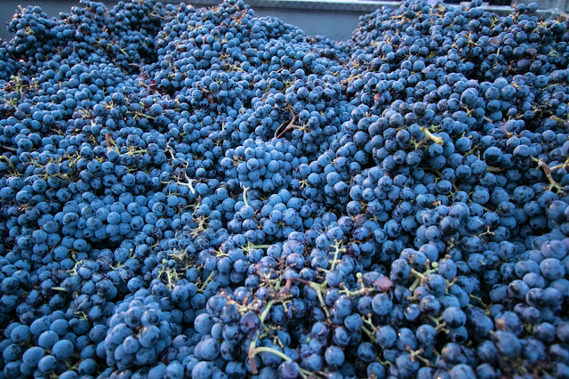 Vendemmia e lavorazione uva-Azienda vinicola Fontezoppa