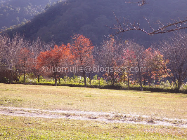 Taiwan Aowanda (奧萬大) maple season - bald cypress