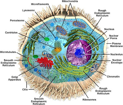 Animal Cell Form 4. animal cell prophase.