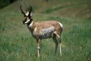 Hunter mysteriously sees colleague as Antelope, kills him