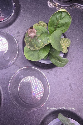 Stink bug on hydroponic garden