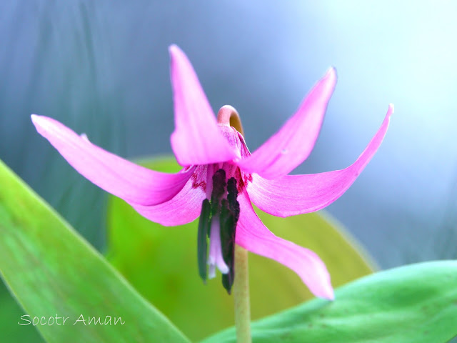 Erythronium japonicum