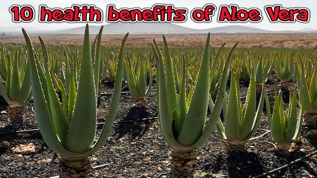 10 health benefits of Aloe Vera