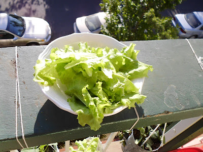 Good Lettuce Harvest