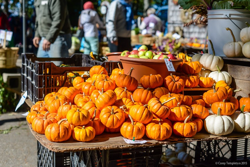 Portland, Maine USA October 2015 little pumpkins at the farmers market in Deering Oaks Park. Photo by Corey Templeton.