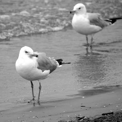 Beach Buddies