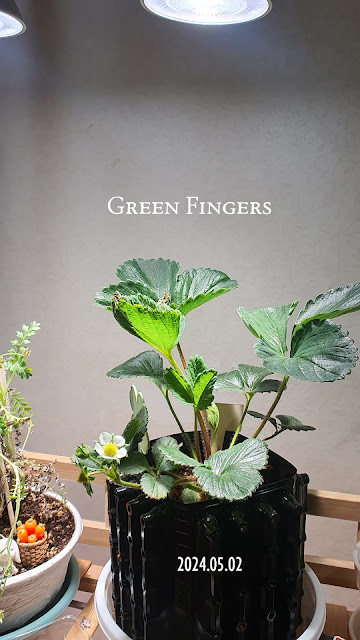 Using a soft brush to pollinate indoor strawberry flowers