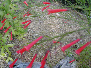 Russelia equisetiformis, firecracker plant