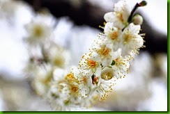 clip_image020