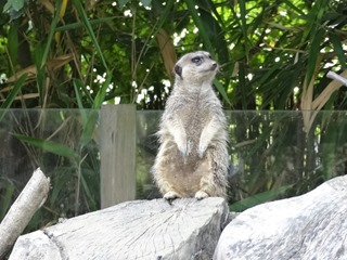 2016.09.02-041 suricate