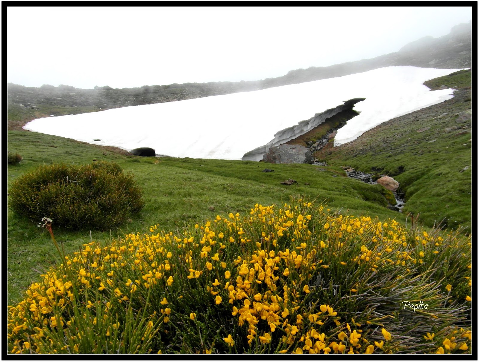 Ventisquero y piorno en Jérez del Marquesado. Sierra Nevada