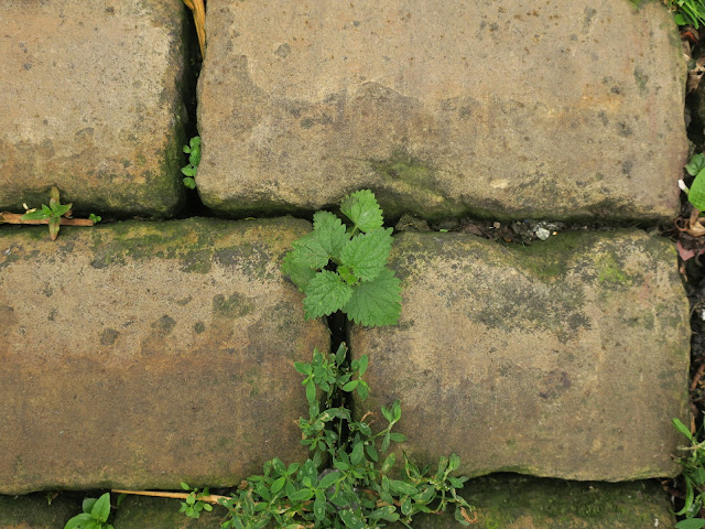 Nettle growing through cobbles in street. Halifax, England. June 27th 2020.