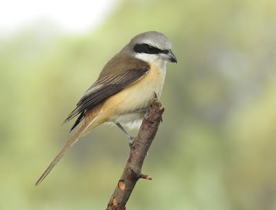 灰頭紅尾伯勞雄鳥