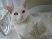 A "Gata Pink" de verdade
