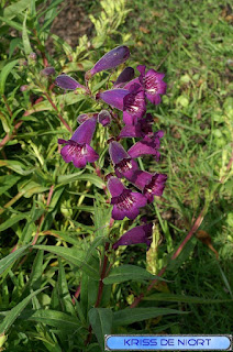 Penstemon hartwegii - Penstemon de Hartweg