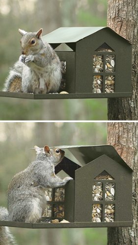 Metal Squirrel Feeder