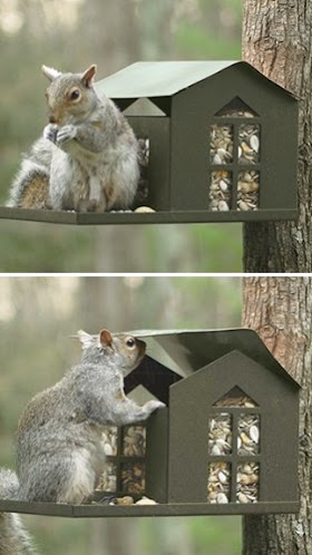 Metal Squirrel Feeder