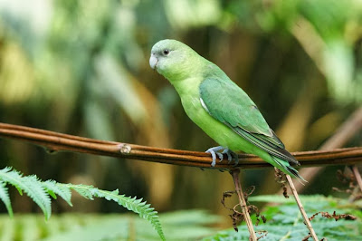 Grey headed love bird