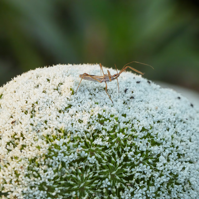 Grasshopper on snowball flower at Vic Fazio Wildlife Refuge Yolo Basin California