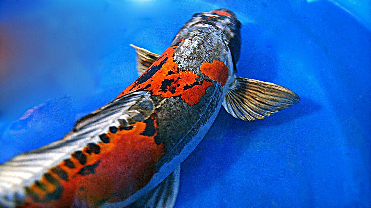  Ikan  Koi  Akuarium Ikan  Hias 