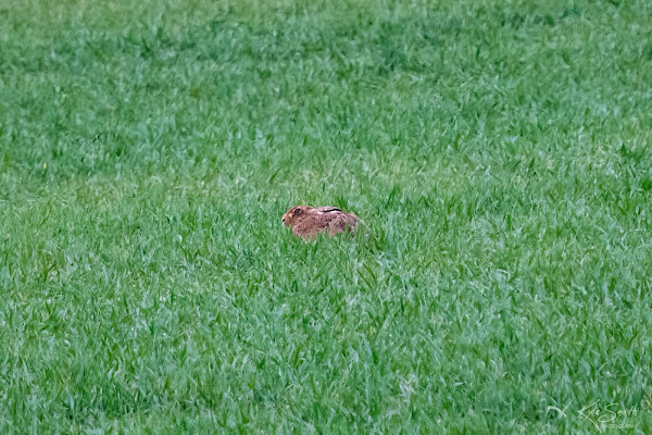 Brown hare