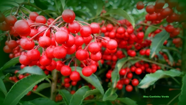 Fruto ardisia