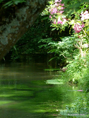 Giverny - maison et jardin de Claude Monet - le jardin d'eau - les nympheas