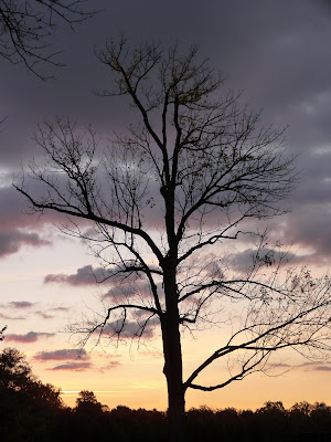 tree at dawn