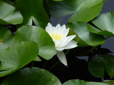 花博記念公園鶴見緑地『花の谷の睡蓮』