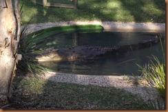 Gosford - Reptile Park 2011-06-20 068