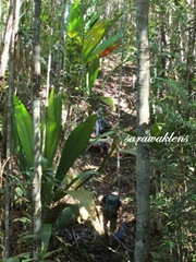 Teluk_Limau_Trek_Bako_National_Park_22