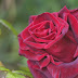 Rose Flower Wallpaper
