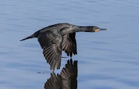 Reed Cormorant in Flight Woodbridge Island, Cape Town - Canon EOS 7D Mark II Copyright Vernon Chalmers