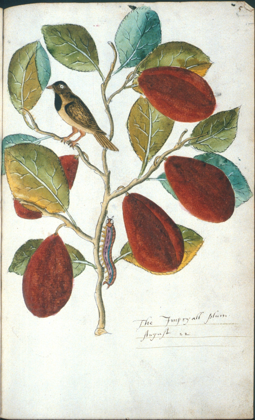 The Imperyall plum