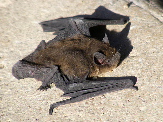 Pipistrelle bat, Indre et Loire, France. Photo by Loire Valley Time Travel.