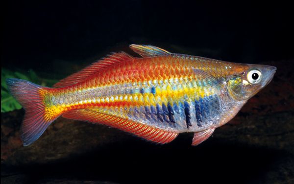 Ikan pelangi