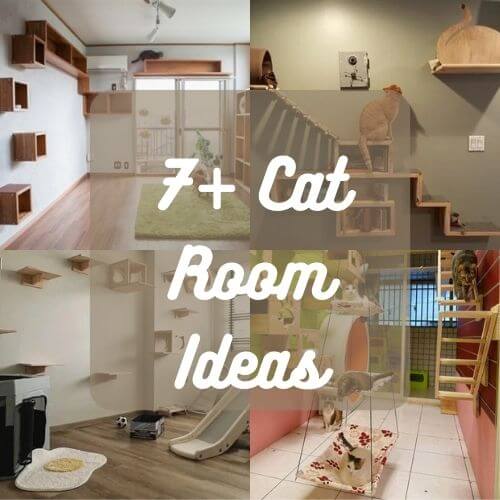 7+ Cat Room Ideas : Inspiring Ideas for Your Feline Friend