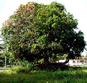 Belajar Sabar dan Ikhlas dari Pohon Mangga ~ Saripati Hikmah